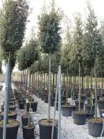 Quercus ilex cylinderkroon