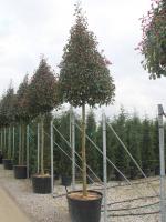 Photinia fraseri "Red robin" pyramidekroon