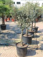 Quercus ilex