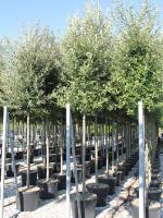 Quercus ilex cylinderkroon