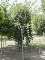 Prunus eminens 
