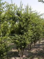 Prunus incisa 