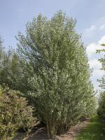 Populus nigra 