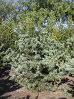 Pinus parviflora 