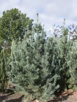 Pinus flexilis 