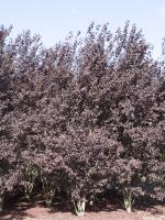Prunus cerasifera 