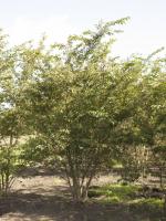 Prunus subhirtella 