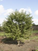 Prunus avium 