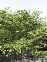 Prunus serrulata 
