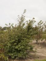 Prunus 