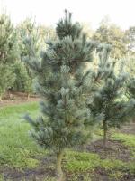 Pinus flexilis 