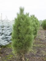 Pinus nigra ‘Green Tower’