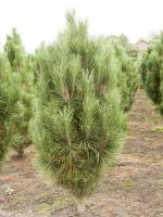 Pinus nigra ‘Pyramidalis’
