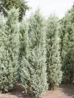 Juniperus scopulorum ‘Moonglow’
