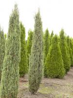 Juniperus communis ‘Arnold’
