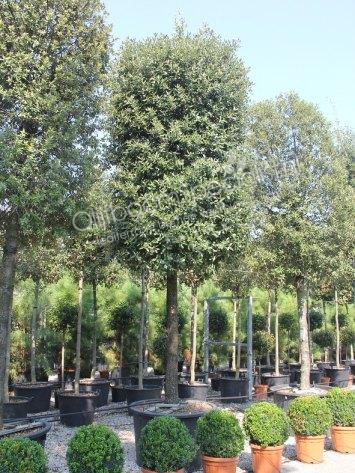 Wat kosten leibomen Wat kosten leibomen